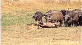 母狮锁喉水牛，整个牛群都赶来营救野生动物零距离动物的迷惑行为