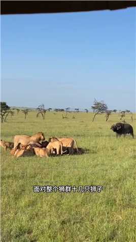 水牛首领独闯狮群#弱肉强食的动物世界#动物世界的战斗#野生动物零距离