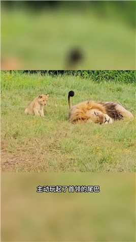小狮子玩弄雄狮首领尾巴#弱肉强食的动物世界#野生动物零距离