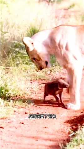 小疣猪临危不惧攻击母狮#野生动物零距离#弱肉强食的动物世界#动物世界的战斗