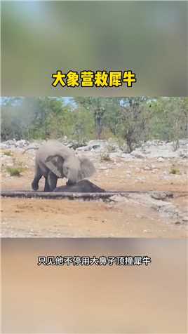 大象营救犀牛失败#野生动物零距离#弱肉强食的动物世界#大象