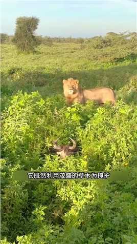 角马与狮子玩起了躲猫猫游戏#野生动物零距离#弱肉强食的动物世界