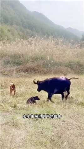 小水牛被妈妈误伤#野生动物零距离#弱肉强食的动物世界