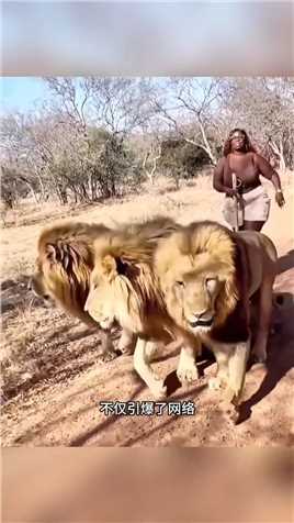 女子轻松驾驭三头雄狮#野生动物零距离#动物的迷惑行为