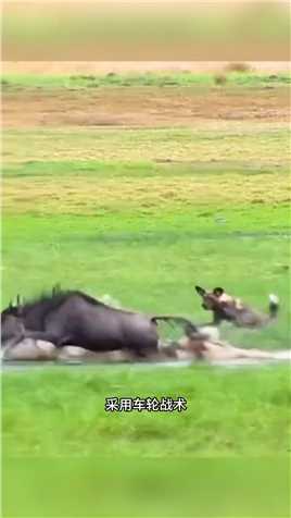 野狗袭击角马，角马疯狂反击#野生动物零距离#弱肉强食的动物世界#动物世界的战斗