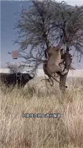 狮子狼狈挂在树上#弱肉强食的动物世界#野生动物零距离#大自然的生存法则