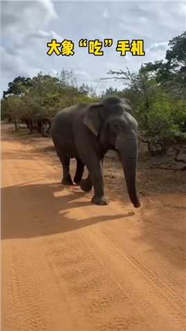 大象把游客手机当作了食物