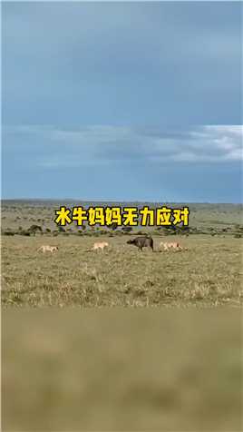 小水牛勇敢驱逐狮子#野生动物零距离#弱肉强食的动物世界