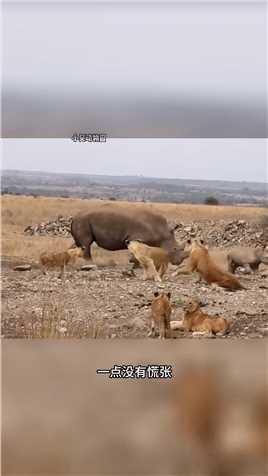小犀牛在狮群中来去自如#野生动物零距离#动物世界
