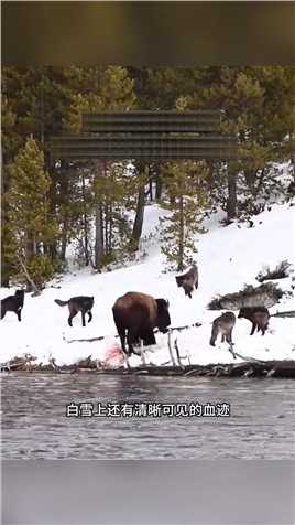 狼群围攻500公斤北美野牛#弱肉强食的动物世界#野生动物零距离#动物世界的战斗
