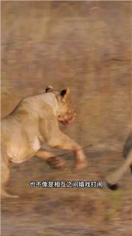狮群疯狂攻击一只母狮，这是为何呢？#野生动物零距离#弱肉强食的动物世界