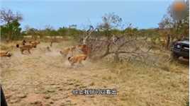 鬣狗被雄狮按在地上蹂躏，其他同伴迅速集结营救#野生动物零距离#动物的迷惑行为