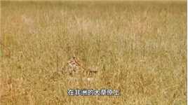 鬣狗抢夺小长颈鹿#野生动物零距离#弱肉强食的动物世界