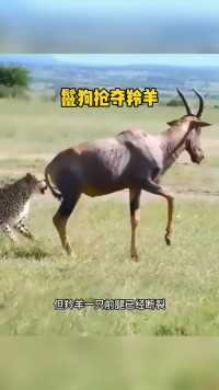鬣狗抢夺羚羊，猎豹只能眼睁睁看着#野生动物零距离