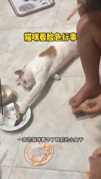 小猫咪偷吃鱼干#动物的迷惑行为
