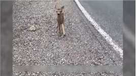 小鹿跪倒在地寻求人类的帮助#野生动物零距离#动物的迷惑行为