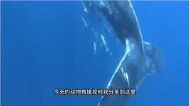 座头鲸妈妈被渔网缠住，座头鲸宝宝急切呼救#野生动物零距离#海洋生物#动物解说