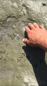 废弃的水田里发现个透气孔，挖开尽然是个野生甲鱼？