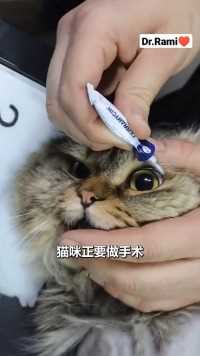 兽医术中保护猫咪眼睛#动物救助#萌宠的迷惑行为