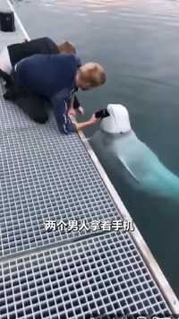 白鲸帮游客捡落水手机 #神奇动物在这里 #野生动物零距离#万万没想到