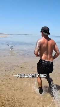男人救助海鸟反被咬#野生动物零距离#动物救助