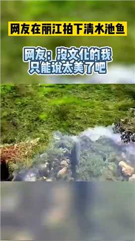 丽江拍下清水池鱼，：没文化的我，只能说太美了吧！