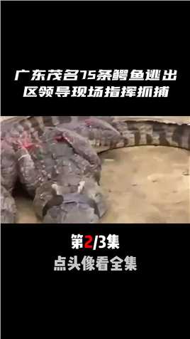广东茂名75条鳄鱼逃出，公安消防全部出动，区领导现场指挥抓捕鳄鱼鳄鱼养殖场鳄鱼出逃 (2)
