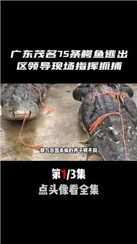 广东茂名75条鳄鱼逃出，公安消防全部出动，区领导现场指挥抓捕鳄鱼鳄鱼养殖场鳄鱼出逃 (1)