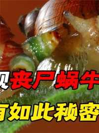 近日台湾惊现丧尸蜗牛，外形奇特速度极快，专家竟得出如此结论#蜗牛#好奇昆虫#白玉蜗牛
