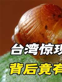 近日台湾惊现丧尸蜗牛，外形奇特速度极快，专家竟得出如此结论#蜗牛#好奇昆虫#白玉蜗牛