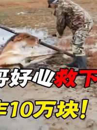 青海大哥好心救下藏野驴，5年后踹死野狼，专家敲诈10万块！#牧民#山羊#驯马 