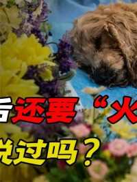 “死狗弃水流死猫挂树头”，爱犬死后还要“火化”？没听说过！#宠物殡葬#狗#猫