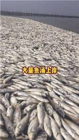 日本一沙滩惊现大量鱼尸体，当地人：80年来从未见过#日本樱岛昭和火山口喷发 #地震 #自然灾害面前人类是多么渺小.