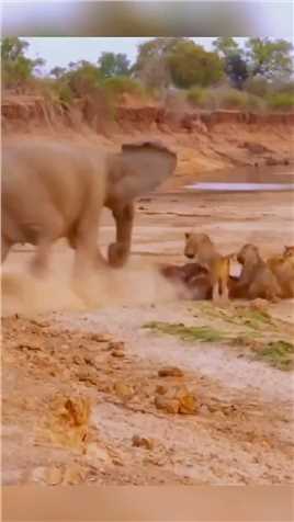大象抢狮子的食物 