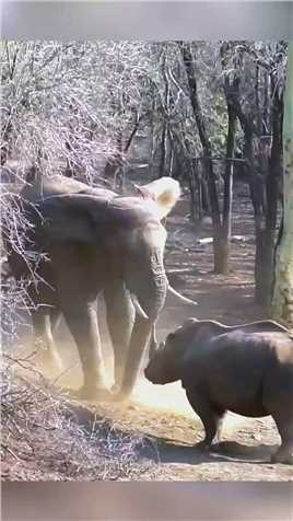 -犀牛攻击大象现场