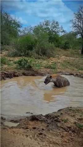 鬣狗居然也会洗澡#野生动物#鬣狗#动物