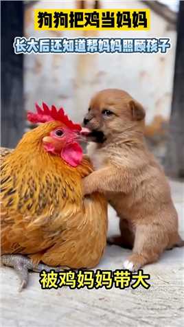 狗狗把鸡当妈妈，长大后还知道帮妈妈照顾孩子！