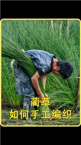 台湾省几度落寞的老手艺人，是如何用蔺草进行手工编织的