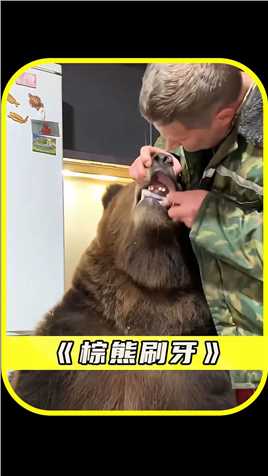 男人竟然敢为棕熊刷牙,#奇闻趣事 