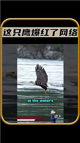 这只鹰在水上的一幕令人震惊