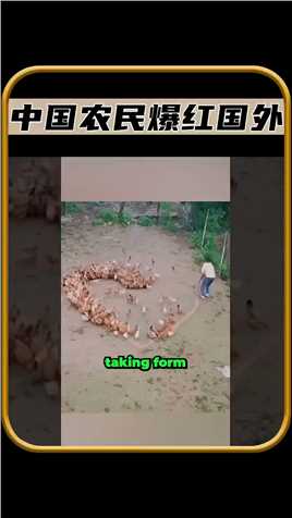 中国农民养鸡爆红了国外