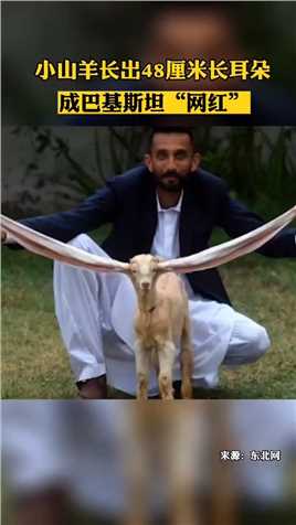 长耳朵小山羊在巴基斯坦成明星#国际新闻 #真实事件 #视觉震撼 