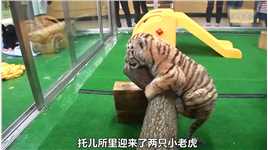 丛林之王小老虎，居然被欺负了，后果难以想象#动物#小老虎#搞笑