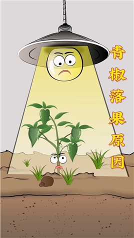 大棚种植青椒落果是什么原因？快把大棚温度升上去吧！