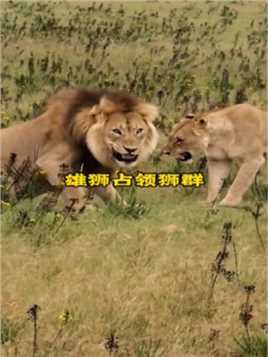 雄狮入侵狮王领地，赶走狮王之后遭到母狮反抗，其中一头母狮则带着小逃离大战犀牛