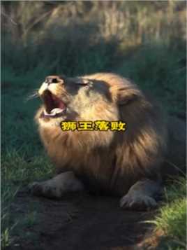 雄狮入侵狮王领地领地，将其击败以后夺取主权，而母狮则不得不带着小狮子离开了群狮子大战鬣狗