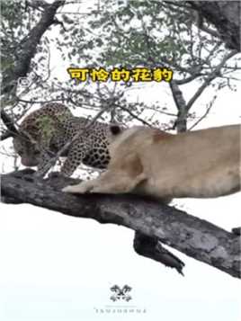 非洲大草原最可怜的花豹，陆地上遭遇，到了树上也没能躲过母狮动物世界高清优质