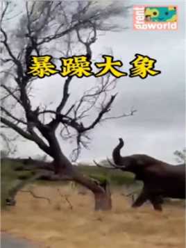 大象十五秒推倒大树