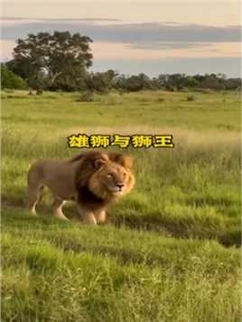 强壮的雄狮遭遇更为健硕的狮王狮子大战犀牛