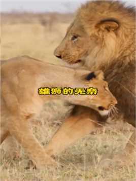 母狮对雄狮释放出浓浓爱意，但雄狮却非常无奈，它的压力实在是太大了雄狮狗